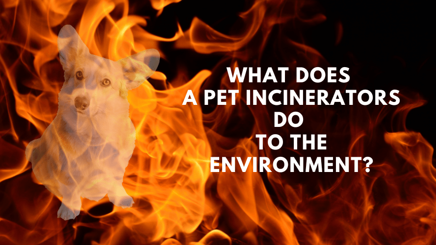 What-Does-a-Pet-Incinerators-Do-to-the-Environment-min.png